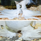 Illustration for article titled What Pigeons Teach Us About Convergent Evolution